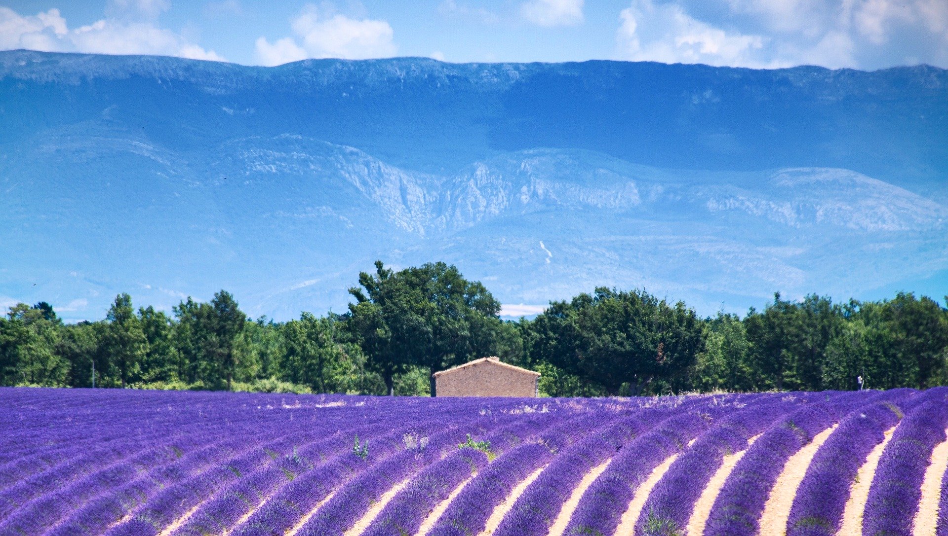 Valensole Lavender